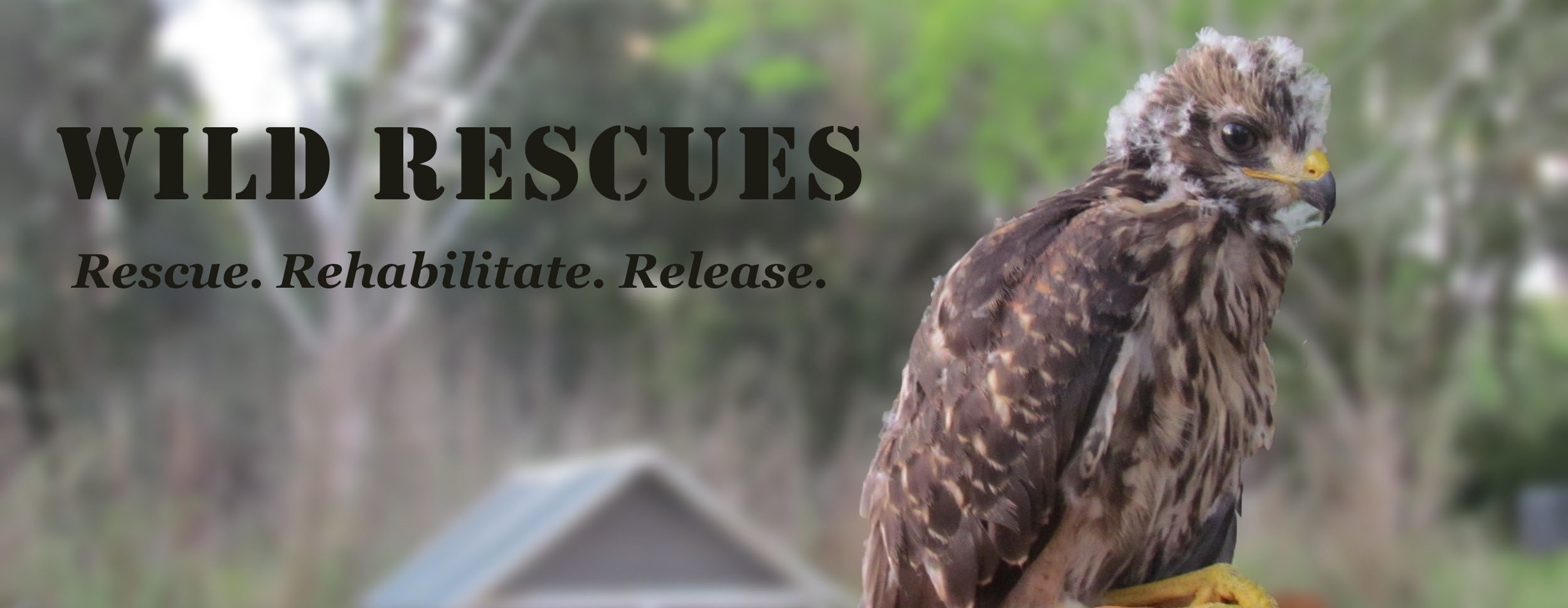 Rescued baby hawk logo