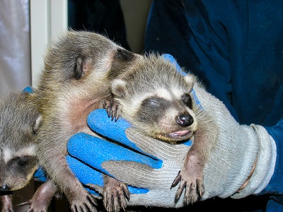 Hands gently holding three baby raccoons