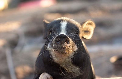 baby pig standing